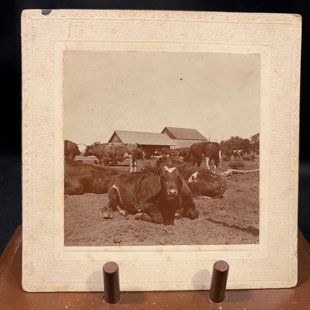 Antique Sepia Farm Photo Cattle & Barn Ottawa IL Mamie McRay Embossed Mount